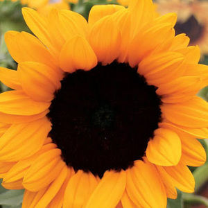 Meet your Posher, Leana